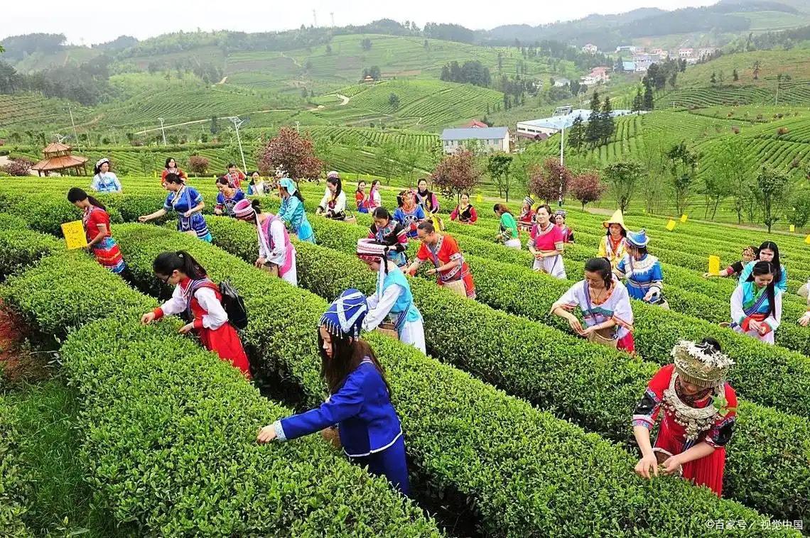 龙井茶园采摘研学